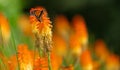 Closeup shot of a Monarch butterfly on a red hot poker or Kniphofia flower