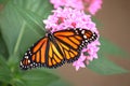 Closeup shot of a monarch butterfly with wings spread feeding on pink santan flowers Royalty Free Stock Photo