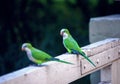 Closeup shot of Monk parakeet parrots sitting on a wooden fence Royalty Free Stock Photo