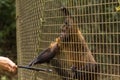 Monkey inside cage in zoo malacca, malaysia Royalty Free Stock Photo