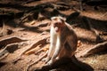 A Closeup Shot of a Monkey in Pine Forest Royalty Free Stock Photo