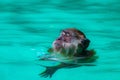 Closeup shot of a monkey swimming in clear water