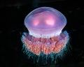 Closeup shot of a Moon Jellyfish against a black background. Royalty Free Stock Photo