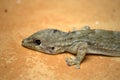 Closeup shot of a Moorish Gecko, crawling on a sandy orange ground Royalty Free Stock Photo