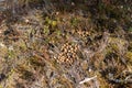 Closeup shot of the moose droppings in the forest Royalty Free Stock Photo