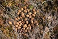 Closeup shot of the moose droppings in the forest Royalty Free Stock Photo