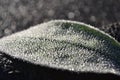 Closeup shot of the morning dew frozen on the green leaf on the blurred background Royalty Free Stock Photo