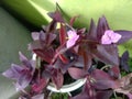 Closeup shot of a Moses cradle plant in the pot