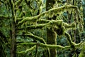 Closeup shot of moss-covered tree branches in Sooke, Vancouver Island, BC Canada