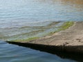 Closeup shot of a mossy path to the sea Royalty Free Stock Photo