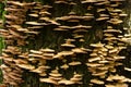 Closeup shot of a mossy tree trunk covered with polypore fungi group in a forest Royalty Free Stock Photo