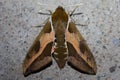 Closeup shot of a moth called one-eyed sphinx