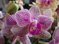 Closeup shot of a moth orchid Royalty Free Stock Photo