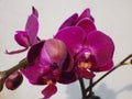 Closeup shot of a moth orchid Royalty Free Stock Photo