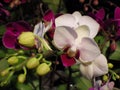 Closeup shot of a moth orchid Royalty Free Stock Photo