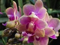 Closeup shot of a moth orchid Royalty Free Stock Photo