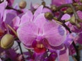 Closeup shot of a moth orchid Royalty Free Stock Photo