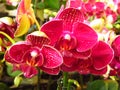 Closeup shot of moth orchid Royalty Free Stock Photo
