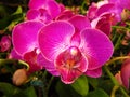 Closeup shot of moth orchid Royalty Free Stock Photo