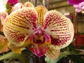 Closeup shot of moth orchid Royalty Free Stock Photo