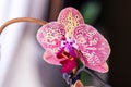Closeup shot of a Moth orchid flower in detail Royalty Free Stock Photo