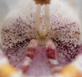 Closeup shot of a moth orchid flower in a garden Royalty Free Stock Photo