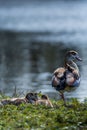 Closeup shot of a mother egyptian goose near its babies on a lake shore