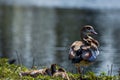 Closeup shot of a mother egyptian goose near its babies on a lake shore