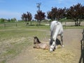 Closeup shot of a mother horse standing near the lying child foal on the ground