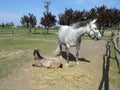 Closeup shot of a mother horse standing near thelying child foal on the ground