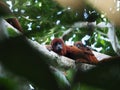 Closeup shot of a mother howler monkey with its baby monkey on a tree branch Royalty Free Stock Photo