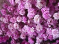 Closeup shot of mountain laurel flowers Royalty Free Stock Photo