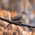 Closeup shot of a mourning dove perched on a limb. Royalty Free Stock Photo