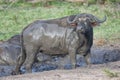 Closeup shot of a muddy African cape buffalo in the field with blurred background