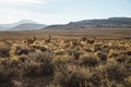 Closeup shot of Mule deer in the Sierras Nevada