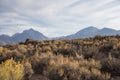 Closeup shot of Mule deer in the Sierras Nevada