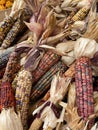 Closeup shot of multicolored dried corn in a pile Royalty Free Stock Photo