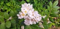 Closeup shot of multiflora roses blossoming in the garden Royalty Free Stock Photo