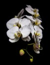 Closeup shot of multiple moth orchid flowers isolated against a dark black background. Royalty Free Stock Photo