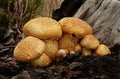 Closeup shot of mushroom golden flake on a decaying wood Royalty Free Stock Photo