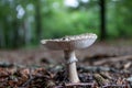 Closeup shot of a mushroom growing in the forest Royalty Free Stock Photo