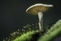 Closeup shot of a mushroom growing in the forest - perfect for background Royalty Free Stock Photo
