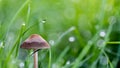 Closeup shot of a mushroom surrounded by green grass and early morning dew Royalty Free Stock Photo