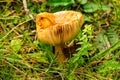 Closeup shot of a mushroom with an upturned cap in a forest