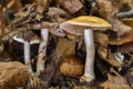 Closeup shot of mushrooms growing among the leaf litter of a chestnut forest Royalty Free Stock Photo