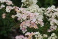 Closeup shot of the musk rose ballerina flowers growing in the field under the sunlight Royalty Free Stock Photo