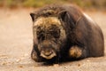 Closeup shot of a muskox calf resting on the ground in an outdoor setting. Royalty Free Stock Photo