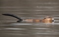 Closeup shot of a Muskrat swimming in a pond