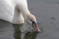 Closeup shot of a mute swan drinking water Royalty Free Stock Photo