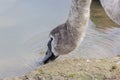 Closeup shot of a mute swan drinking water Royalty Free Stock Photo